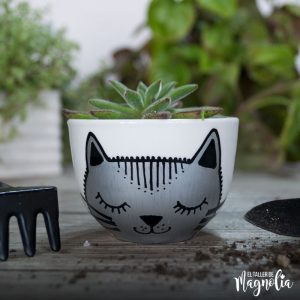 Suculenta MD "Gato Gris"