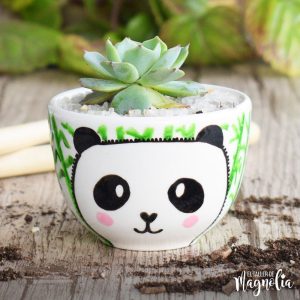 Suculenta MD "Oso Panda"