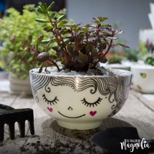 Suculenta GD "Zinnia"