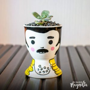Suculenta de Freddie Mercury