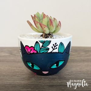 Suculenta de Gatito