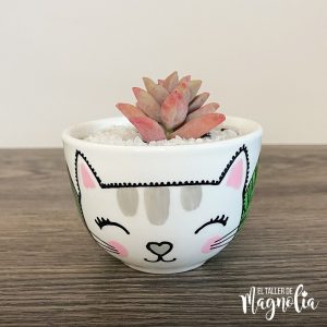 Suculenta de Gatito