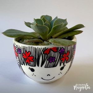 Suculenta MD "Aurora"
