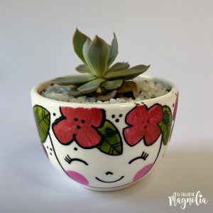 Suculenta MD "Cinnia"