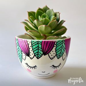 Suculenta MD "Felicia"