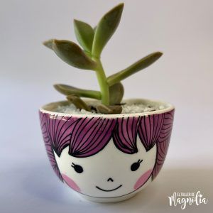 Suculenta MD "Sabina"