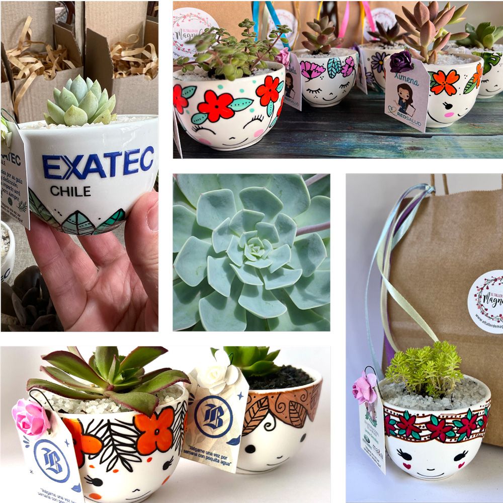 Regalos Corporativos Ecológicos - Suculentas Corporativas